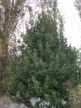 Laurier sauce - plante exotique soleil 4-5m